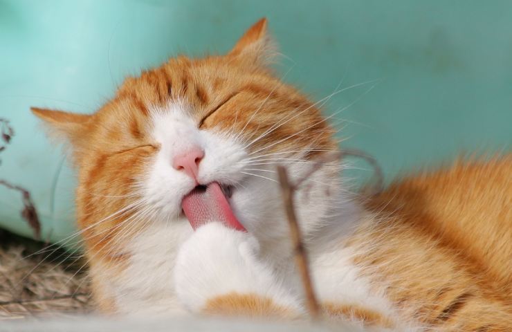 Un gatto mentre si lecca la zampa