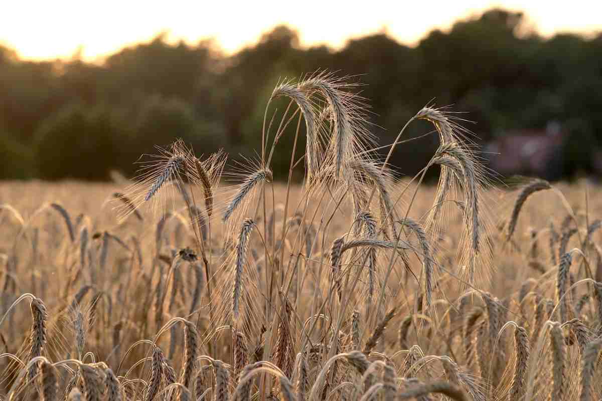 Un campo di grano