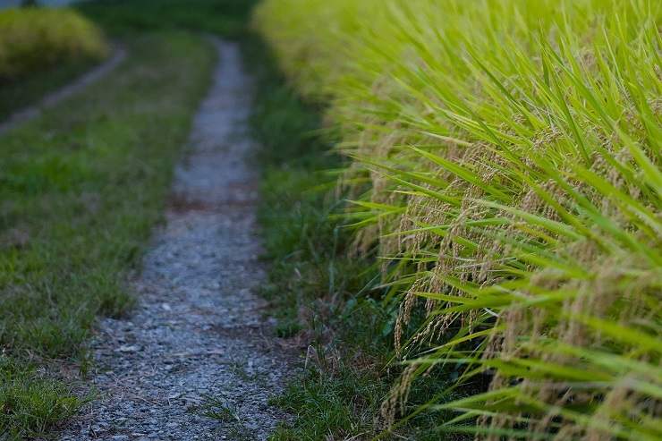 Una strada di campagna