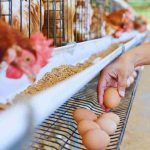 uovo o gallina ecco chi è nato prima, nessuno ci crederà