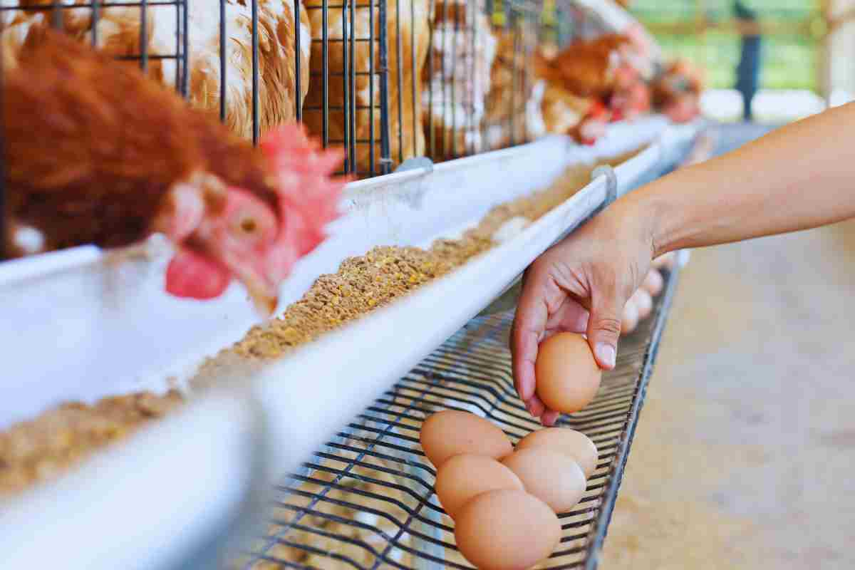 uovo o gallina ecco chi è nato prima, nessuno ci crederà