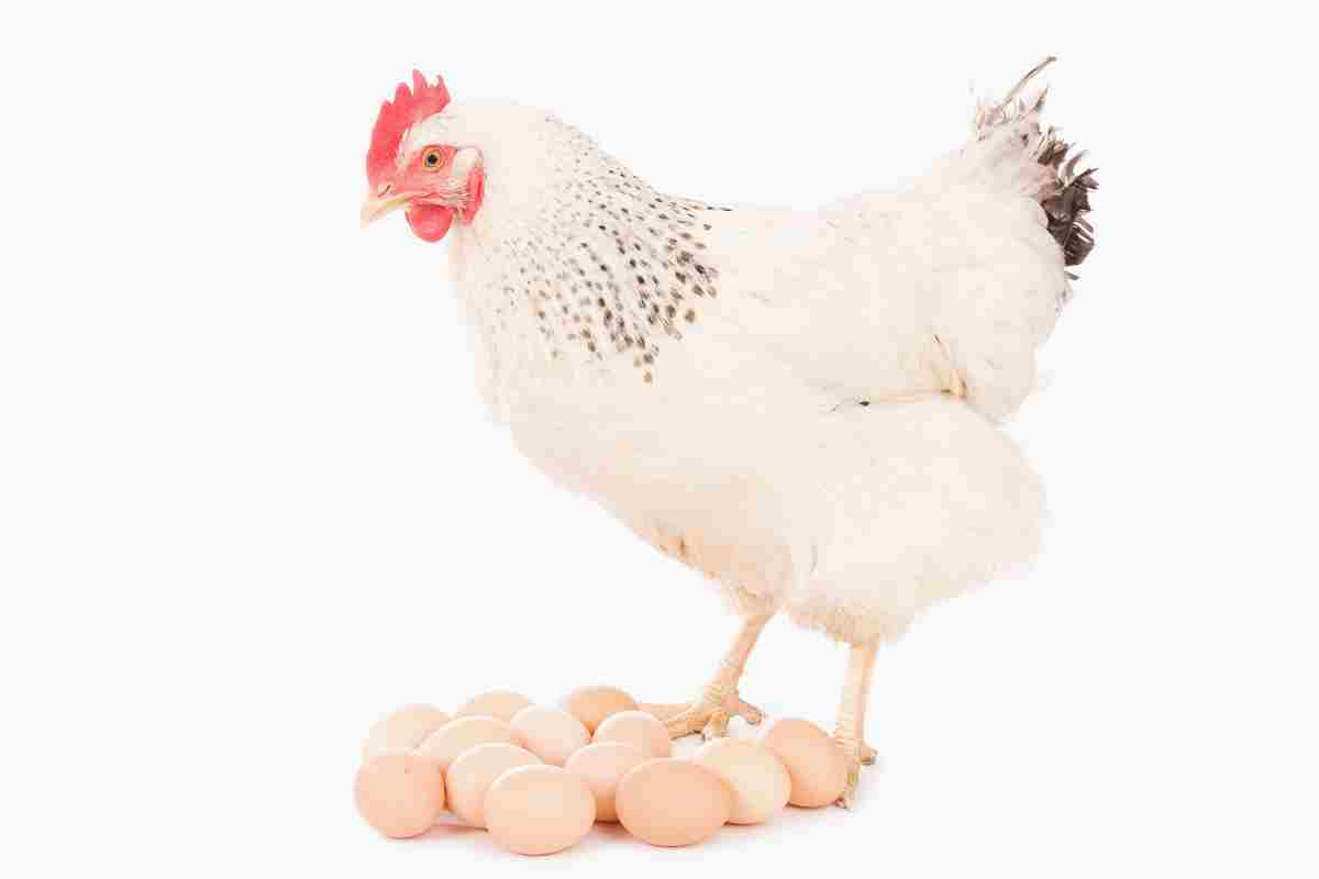 uovo o gallina ecco chi è nato prima